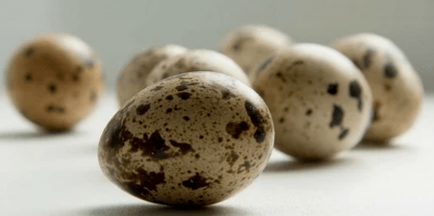 Mga itlog sa pugo alang sa kaarang